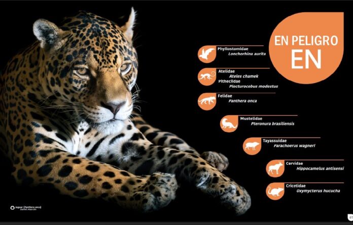 Libro Rojo De Los Vertebrados De Bolivia 2026 El jaguar encabeza la lista de mamíferos catalogados como En Peligro (EN) en la actualización del Libro Rojo de los Vertebrados de Bolivia, una herramienta clave para orientar las acciones de conservación de la biodiversidad.
