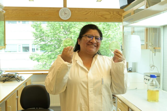 Marisel Mamani Tras vencer retos de idioma, cultura y duelos, Mamani cursa un doctorado en Suecia y busca identificar la mayor colección de hongos Trichoderma de América Latina. Foto: cortesía Marisel Mamani