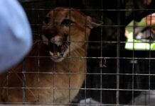 El animal fue rescatado el jueves 25 de junio. Foto: Gobernación de Santa Cruz