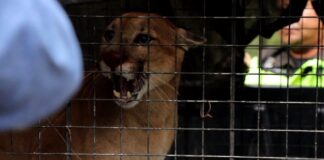 El animal fue rescatado el jueves 25 de junio. Foto: Gobernación de Santa Cruz