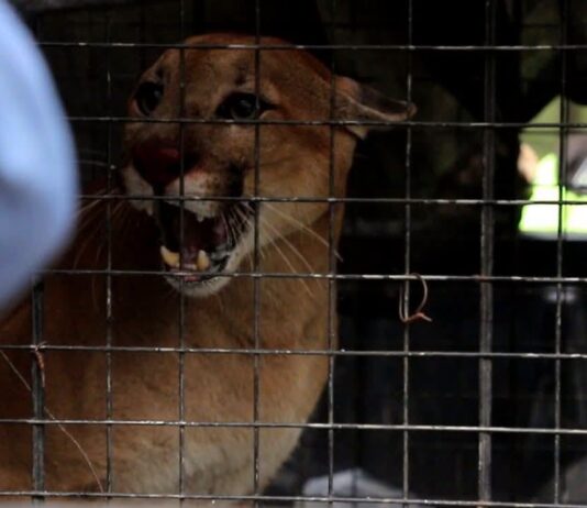 El animal fue rescatado el jueves 25 de junio. Foto: Gobernación de Santa Cruz