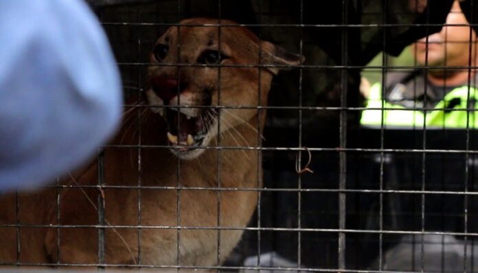 El animal fue rescatado el jueves 25 de junio. Foto: Gobernación de Santa Cruz
