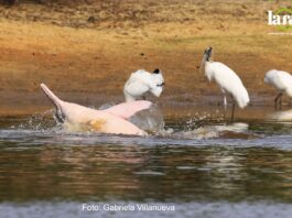 La Región Salvaje: un nuevo espacio para mostrar la extraordinaria vida silvestre de Bolivia Delfín de río (Inia boliviensis) . Imagen captada por la bióloga Gabriela Villanueva.