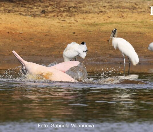 Delfín de río (Inia boliviensis) . Imagen captada por la bióloga Gabriela Villanueva.