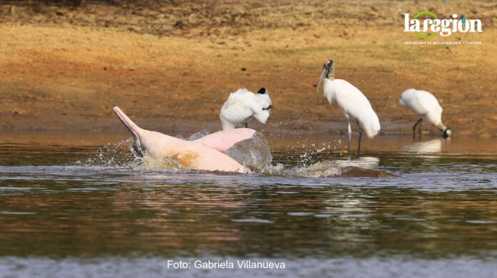 Villa Nueva Delfín Rosado Delfín de río (Inia boliviensis) . Imagen captada por la bióloga Gabriela Villanueva.