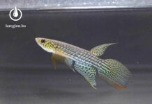 Bolivia tiene 1.079 especies nativas de peces: revelan el inventario de ictiofauna más completo en la historia del país Moema pepotei. Foto publicada en “Rivúlidos de Bolivia”