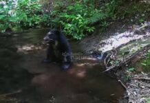 Dos jukumaris se bañan en una poza del Chaco boliviano: esta es la historia detrás de los videos