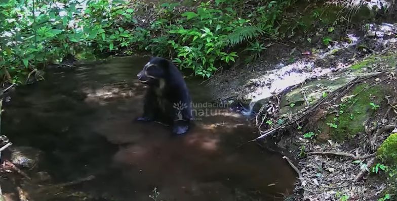 Dos jukumaris se bañan en una poza del Chaco boliviano: esta es la historia detrás de los videos