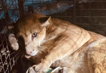 El felino durante su rescate en San José. Foto: Bomberos Voluntarios UUBR - San José