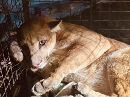 El felino durante su rescate en San José. Foto: Bomberos Voluntarios UUBR - San José