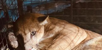 El felino durante su rescate en San José. Foto: Bomberos Voluntarios UUBR - San José