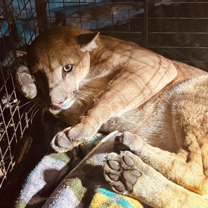 El felino durante su rescate en San José. Foto: Bomberos Voluntarios UUBR - San José