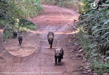 Perrito de monte en la Amazonia, avistamiento de uno de los mamíferos más raros y amenazados de Bolivia