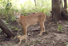 Una cámara trampa captó a una madre con tres crías en la Reserva Natural Barba Azul. Foto: Captura de video Asociación Armonía