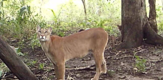 Una cámara trampa captó a una madre con tres crías en la Reserva Natural Barba Azul. Foto: Captura de video Asociación Armonía