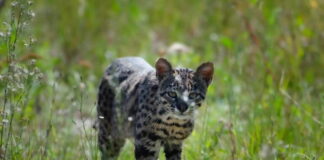 Aún es muy poco lo que se sabe sobre los efectos de virus, bacterias, hongos y parásitos transmitidos por animales domésticos al gato montés. Foto: cortesía Ramiro Pereira Garbero iNaturalist