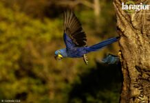 Paraba jacinta (Anodorhynchus hyacinthinus). Foto: Cortesía CLB