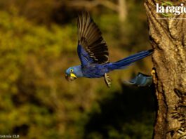 Paraba jacinta (Anodorhynchus hyacinthinus). Foto: Cortesía CLB