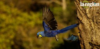 Paraba jacinta (Anodorhynchus hyacinthinus). Foto: Cortesía CLB