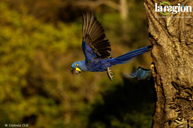 Paraba azul, especie representada en el billete de 100 bolivianos