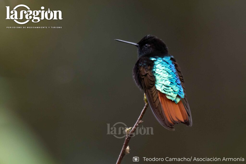 Colibrí endémico de Bolivia, restringido a los bosques montanos y yungas. Su distribución limitada lo convierte en una especie prioritaria para la conservación de estos ecosistemas.