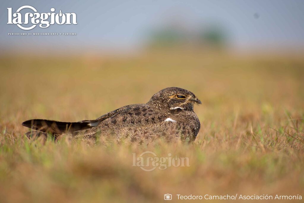 Especie que habita una amplia variedad de ambientes abiertos, desde pastizales y sabanas secas e inundables hasta orillas de ríos y lagunas, además de áreas con arbustos y zonas agrícolas.