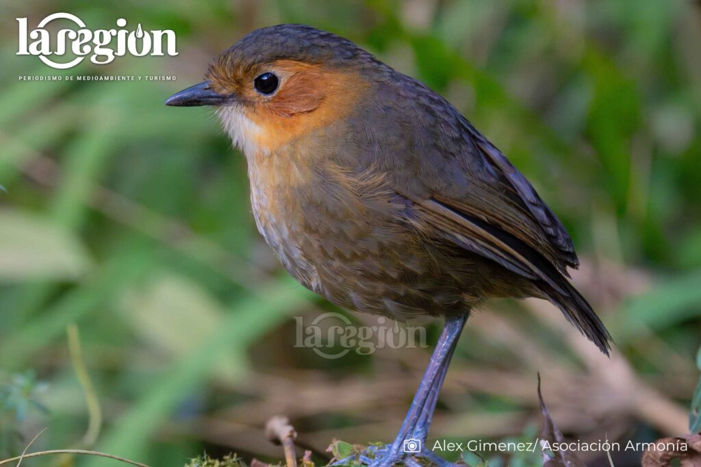 Especie asociada a la vegetación densa de los bosques montanos. Su presencia en La Paz pone en evidencia la importancia de estos bosques para conservar una avifauna única en el país.