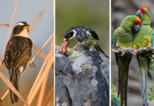 Tres escenas de la avifauna boliviana: un ave de pastizal, un Palkachupa alimentando a su cría y dos parabas. La selección reúne parte de la diversidad de especies registradas durante tres décadas de trabajo por la conservación de las aves en Bolivia. Fotos: Asociación Armonía