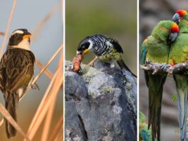 Tres escenas de la avifauna boliviana: un ave de pastizal, un Palkachupa alimentando a su cría y dos parabas. La selección reúne parte de la diversidad de especies registradas durante tres décadas de trabajo por la conservación de las aves en Bolivia. Fotos: Asociación Armonía