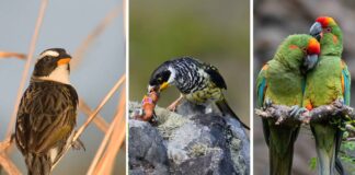 Tres escenas de la avifauna boliviana: un ave de pastizal, un Palkachupa alimentando a su cría y dos parabas. La selección reúne parte de la diversidad de especies registradas durante tres décadas de trabajo por la conservación de las aves en Bolivia. Fotos: Asociación Armonía