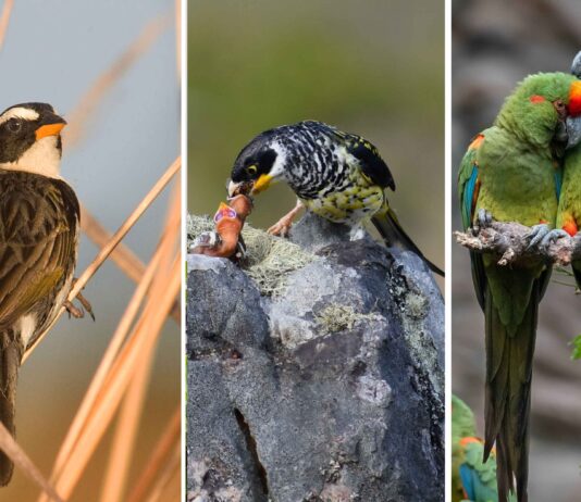 Tres escenas de la avifauna boliviana: un ave de pastizal, un Palkachupa alimentando a su cría y dos parabas. La selección reúne parte de la diversidad de especies registradas durante tres décadas de trabajo por la conservación de las aves en Bolivia. Fotos: Asociación Armonía