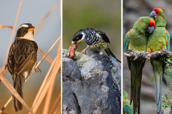 Tres escenas de la avifauna boliviana: un ave de pastizal, un Palkachupa alimentando a su cría y dos parabas. La selección reúne parte de la diversidad de especies registradas durante tres décadas de trabajo por la conservación de las aves en Bolivia. Fotos: Asociación Armonía