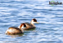 Aviturismo en Escoma: comunidades aymaras se unen para proteger el hábitat del zambullidor del Titicaca El Zambullidor del Titicaca (Rollandia microptera) es un ave endémica de la cuenca. En Bolivia está categorizado como En Peligro Crítico. Foto: Gabriela Villanueva