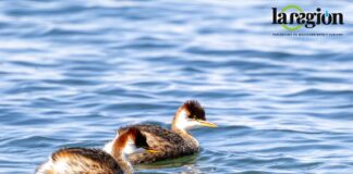 El Zambullidor del Titicaca (Rollandia microptera) es un ave endémica de la cuenca. En Bolivia está categorizado como En Peligro Crítico. Foto: Gabriela Villanueva