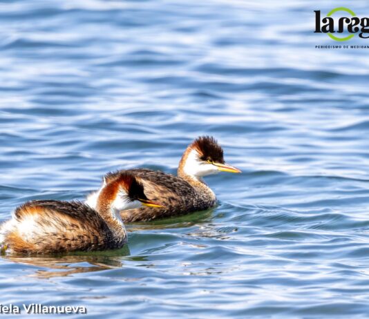 El Zambullidor del Titicaca (Rollandia microptera) es un ave endémica de la cuenca. En Bolivia está categorizado como En Peligro Crítico. Foto: Gabriela Villanueva