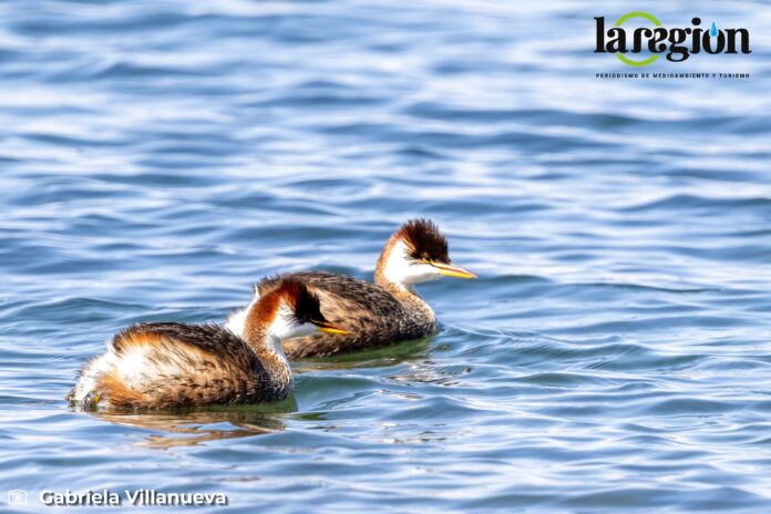 El Zambullidor del Titicaca (Rollandia microptera) es un ave endémica de la cuenca. En Bolivia está categorizado como En Peligro Crítico. Foto: Gabriela Villanueva
