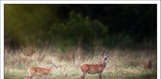 Aprende a editar fotografías de naturaleza en jornadas virtuales sin costo Una edición cuidadosa permite resaltar detalles y mejorar la imagen sin alterar la esencia de la escena. Foto: Rubén Darío Azogue.