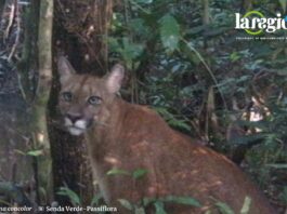 Foto: Gentileza Senda Verde para La Región