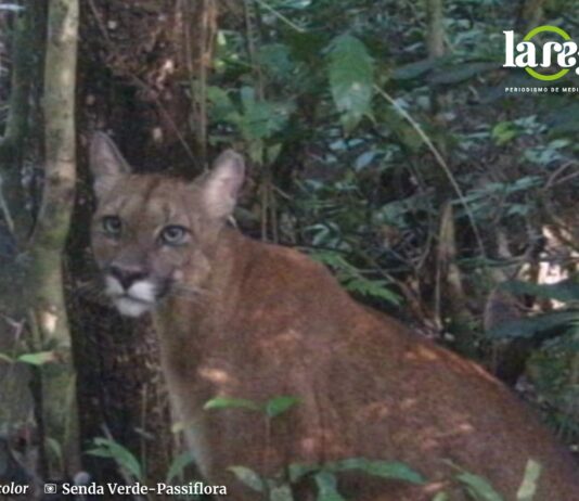 Foto: Gentileza Senda Verde para La Región