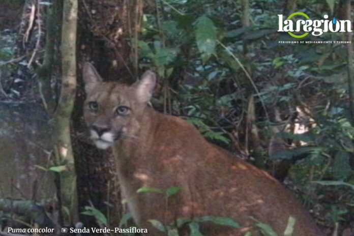 Puma concolor Foto: Gentileza Senda Verde para La Región