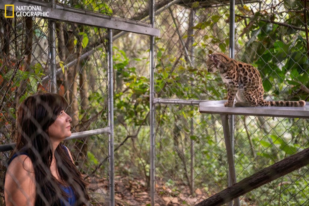 La exploradora de National Geographic Paola Nogales Ascarrunz observa un ejemplar de Leopardus tilcayo. Fotografía: © Fernando Faciole/National Geographic.
