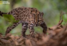 Tilcayo, de hito científico a espectáculo dañino Fotografía: © Fernando Faciole/National Geographic.