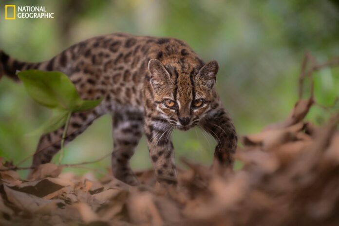 Fotografía: © Fernando Faciole/National Geographic.