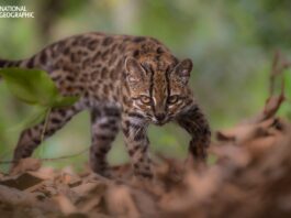 Un ejemplar de Leopardus tilcayo, nueva especie de felino identificada en Bolivia. Fotografía: © Fernando Faciole/National Geographic.