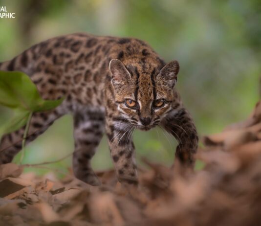 Un ejemplar de Leopardus tilcayo, nueva especie de felino identificada en Bolivia. Fotografía: © Fernando Faciole/National Geographic.
