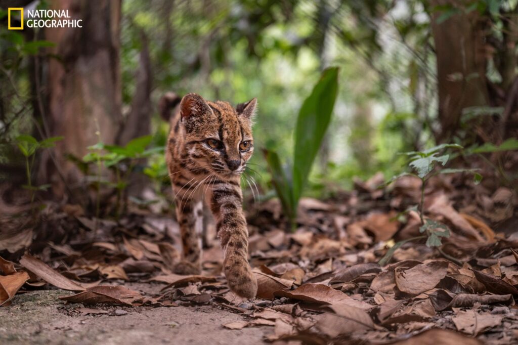 Un ejemplar de Leopardus tilcayo, nueva especie de felino identificada en Bolivia. Fotografía: © Fernando Faciole/National Geographic.