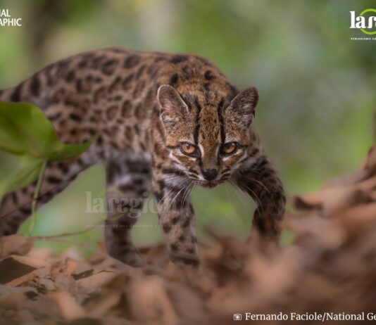 Un ejemplar de Leopardus tilcayo, nueva especie de felino identificada en Bolivia. Fotografía: © Fernando Faciole/National Geographic.