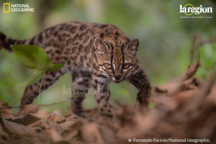 Leopardus tilcayo BOLIVIA (12) Un ejemplar de Leopardus tilcayo, nueva especie de felino identificada en Bolivia. Fotografía: © Fernando Faciole/National Geographic.