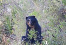 Biocidio de un jucumari en El Palmar: tres personas enfrentan juicio oral Un oso jucumari (Tremarctos ornatus) registrado en el Área Natural de Manejo Integrado (ANMI) El Palmar. Foto referencial: Tomás Calahuma.