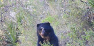 Un oso jucumari (Tremarctos ornatus) registrado en el Área Natural de Manejo Integrado (ANMI) El Palmar. Foto referencial: Tomás Calahuma.